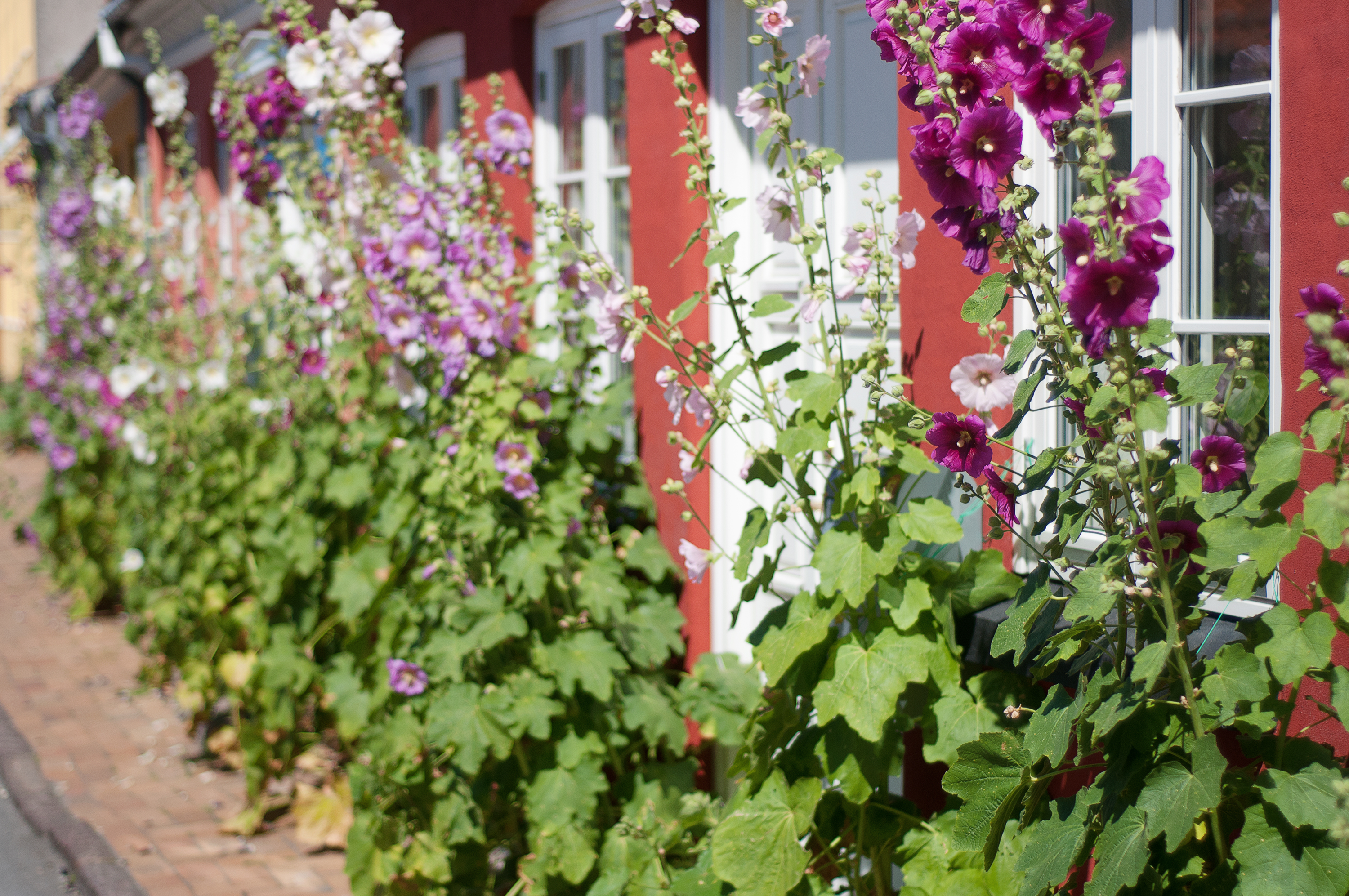 Hollyhocks On Funen 3000Px 72Dpi